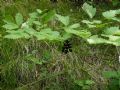 Actaea spicata